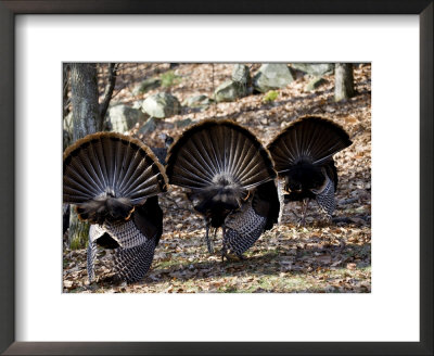Adult Male Wild Turkey, Displaying, Lexington, Massachusetts by Tim Laman Pricing Limited Edition Print image