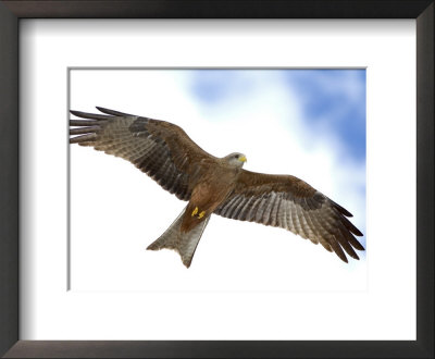 Yellow-Billed Kite In Flight With Full Wingspread by Arthur Morris Pricing Limited Edition Print image