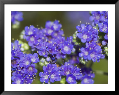 Fiddlehead Or Blue Curis In Bloom, Near Devine, Texas, Usa by Darrell Gulin Pricing Limited Edition Print image