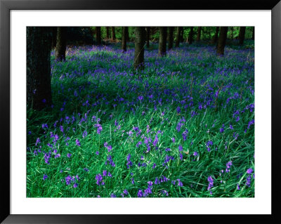 Bluebell (Nemophila) In Woodland At Baronscourt, Tyrone, Northern Ireland by Gareth Mccormack Pricing Limited Edition Print image