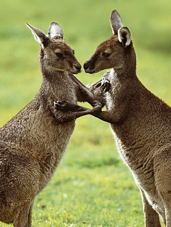 Two Kangaroos by Steve Toon Pricing Limited Edition Print image