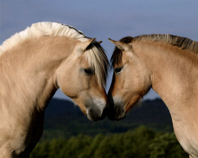 Two Fjord Ponies by Hubert & Klein Pricing Limited Edition Print image