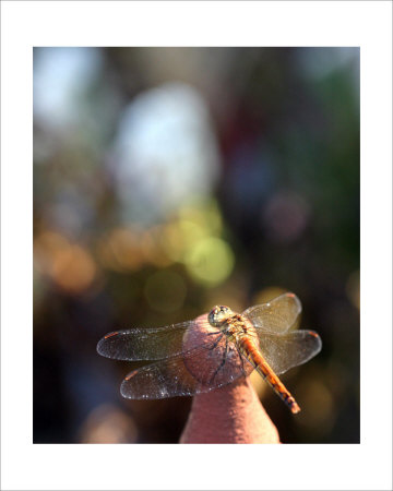 Dragon Fly Splendor by Erin Sanchez Pricing Limited Edition Print image
