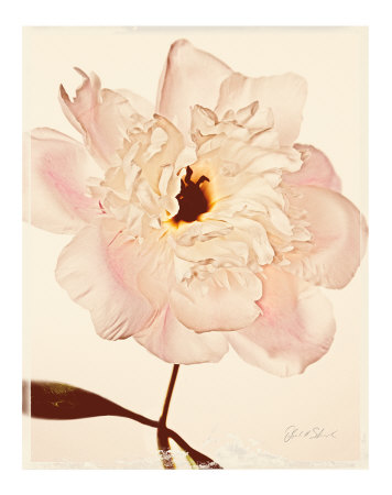 White Peony by Deborah Schenck Pricing Limited Edition Print image