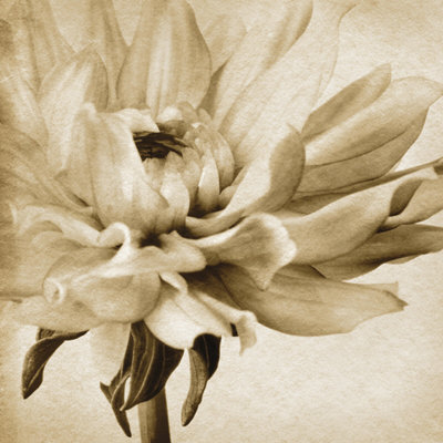 Peaceful Bloom I by Chris Zalewski Pricing Limited Edition Print image