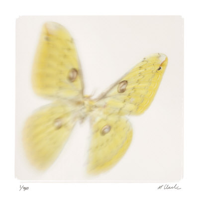 Butterfly Study 11 by Claude Peschel Dutombe Pricing Limited Edition Print image