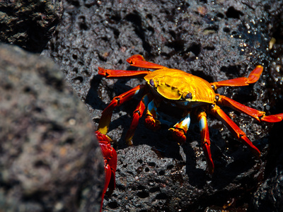 Klippenkrabbe Auf Galapagos by Oliver Schwartz Pricing Limited Edition Print image