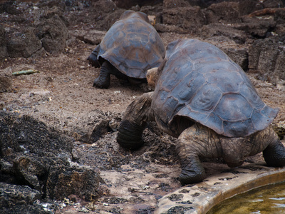 Riesenschildkroeten-Single Lonesome George Mit Dame by Oliver Schwartz Pricing Limited Edition Print image