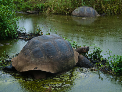 Riesenschildkroeten Auf Galapagos by Oliver Schwartz Pricing Limited Edition Print image