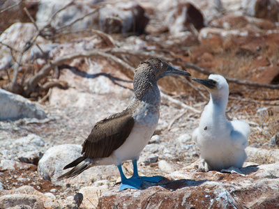 Blaufusstoelpel Auf Galapagos Mit Nachwuchs by Oliver Schwartz Pricing Limited Edition Print image