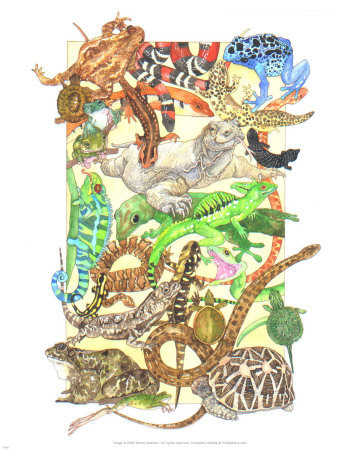Zoo Reptiles by Wendy Edelson Pricing Limited Edition Print image