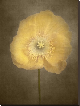 Poppy Iv by Dianne Poinski Pricing Limited Edition Print image