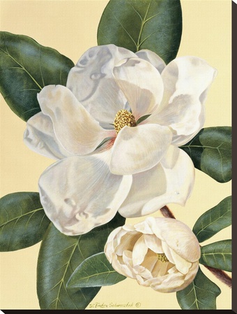 Morning Magnolia by Waltraud Fuchs Von Schwarzbek Pricing Limited Edition Print image