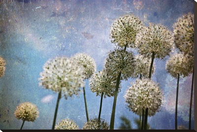 Dandelions Ii by Jo Ann Tooley Pricing Limited Edition Print image