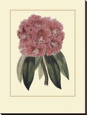 Regal Rhododendron by Rafael Landea Pricing Limited Edition Print image