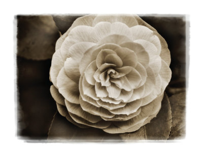 Camellia Ii by Amy Trebella Pricing Limited Edition Print image
