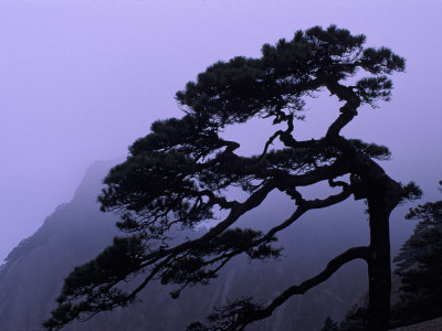 Seeing Off Pine Tree On Mt. Huangshan (Yellow Mountain), China by Keren Su Pricing Limited Edition Print image
