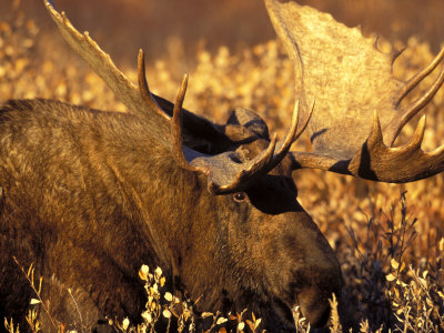 Bull Moose In The Autumn Tundra Of Denali National Park At Sunset, Alaska, Usa by Hugh Rose Pricing Limited Edition Print image