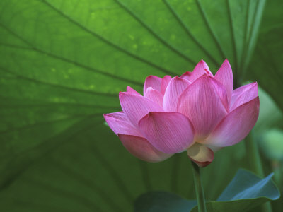 Ohga Lotus, Sankei-En Garden, Yokohama, Japan by Rob Tilley Pricing Limited Edition Print image