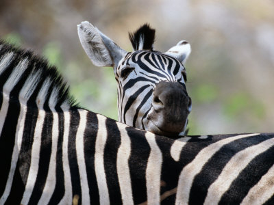 Adult Burchells Zebra Resting Head On Back Of Another, Moremi Wildlife Reserve, Botswana by Andrew Parkinson Pricing Limited Edition Print image