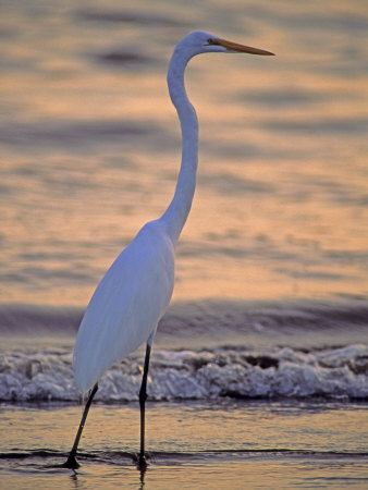Great Egret by Georgienne Bradley Pricing Limited Edition Print image