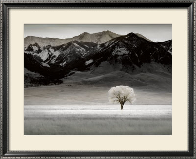 Solitary Tree by Dennis Frates Pricing Limited Edition Print image