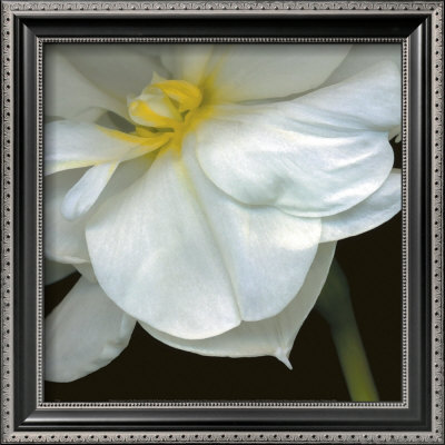 O'keefe Jonquil by Pip Bloomfield Pricing Limited Edition Print image