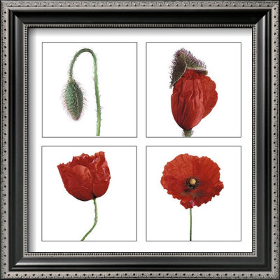 Metamorphosis Of The Poppy by Nuridsany & Perennou Pricing Limited Edition Print image