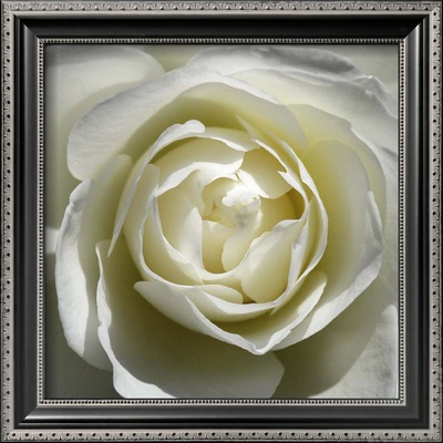 White Rose by Laurent Pinsard Pricing Limited Edition Print image