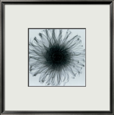 Dahlia by Steven N. Meyers Pricing Limited Edition Print image