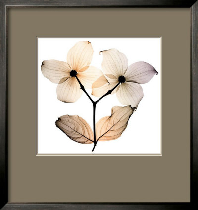 Dogwood I by Steven N. Meyers Pricing Limited Edition Print image