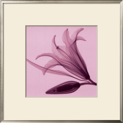 Lily And Bud by Steven N. Meyers Pricing Limited Edition Print image