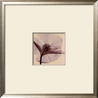 Hellebore by Steven N. Meyers Pricing Limited Edition Print image