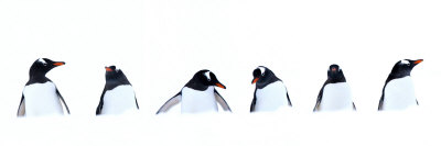 Gentoo Penguins In The Snow, Antarctic Peninsula, Antarctica, December 2007 by Adam Burton Pricing Limited Edition Print image