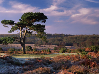 Bratley View, With Lone Scots Pine Tree On Heathland In Autumn, New Forest, Hampshire, Uk by Adam Burton Pricing Limited Edition Print image