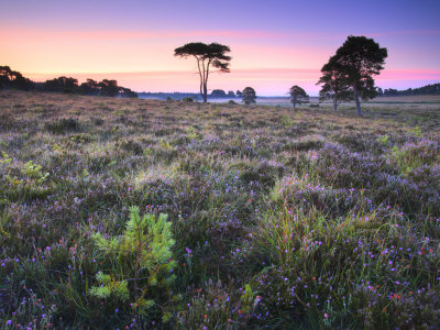 Wildflowers And Pine Trees On Wilverley Plain, New Forest National Park, Hampshire, England by Adam Burton Pricing Limited Edition Print image
