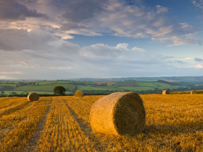 Hay Bales In A Field Near Easington, Mid-Devon, England by Adam Burton Pricing Limited Edition Print image