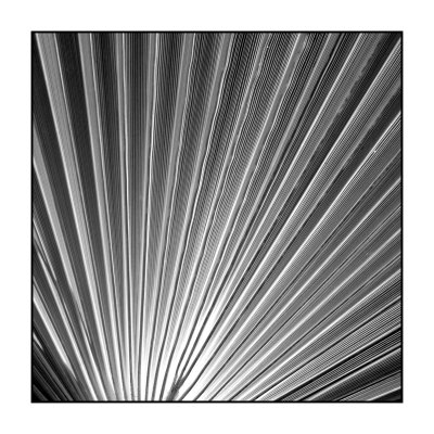 Palm Feature I by Studio El Collection Pricing Limited Edition Print image