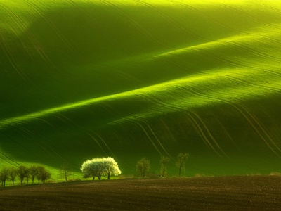 The Tree by Marcin Sobas Pricing Limited Edition Print image