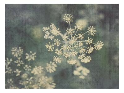 Queen Ann's Lace Iii by Meghan Mcsweeney Pricing Limited Edition Print image