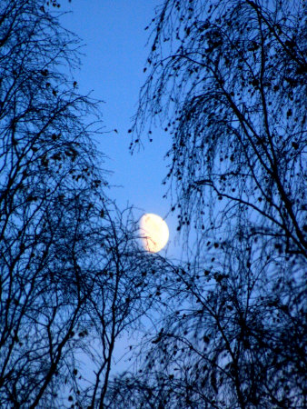 Moon Seen Through Trees by Ilona Wellmann Pricing Limited Edition Print image