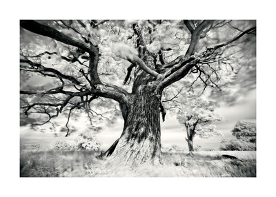 Portrait Of A Tree, Study 2 by Marcin Stawiarz Pricing Limited Edition Print image