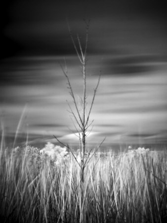 Tree In Newport Beach by Images Monsoon Pricing Limited Edition Print image