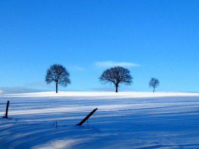 Snow Scenic With 3 Trees Under Blue Skies by Ilona Wellmann Pricing Limited Edition Print image