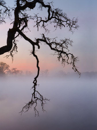 Misty Lake Scene With Trees by Images Monsoon Pricing Limited Edition Print image