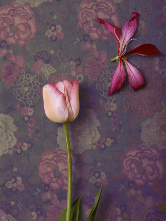 Pink Tulip And Lily by Images Monsoon Pricing Limited Edition Print image