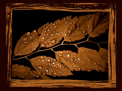 Raindrops On Leaves Of Plant by Ilona Wellmann Pricing Limited Edition Print image