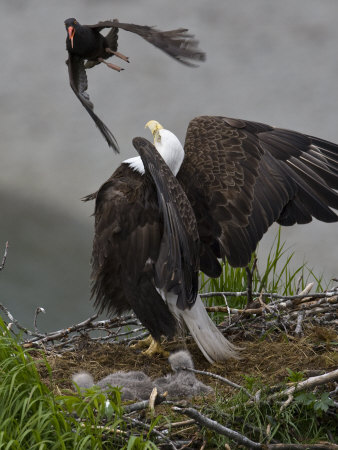 American Bald Eagle Protecting Its Nest From A Black Oystercatcher by Roy Toft Pricing Limited Edition Print image