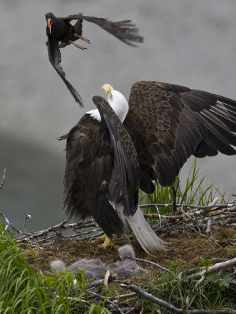 American Bald Eagle Protecting Its Nest From A Black Oystercatcher by Roy Toft Pricing Limited Edition Print image