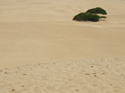 Tree Oasis In The Middle Of Huge Sand Dunes by Stacy Gold Pricing Limited Edition Print image